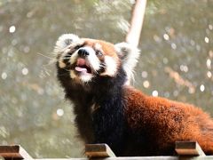 レッサーパンダはかわゆい !!!  池田動物園 1