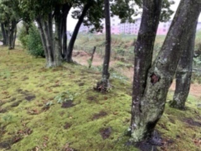 コロナ自粛はまだまだ!<br />そうちようの散策は、傘を☂️さして!<br />こんな近くにも、季節を感じるよ!<br />