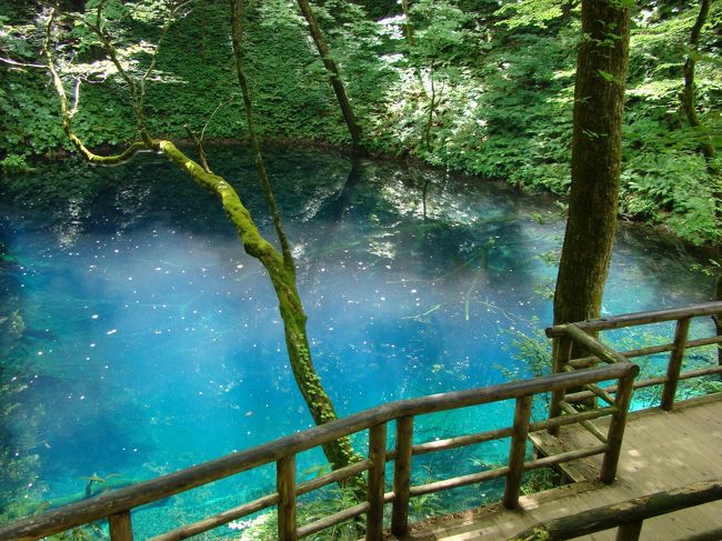 夏の連休を利用して、3泊4日で青森の行きたかった所を周遊してきた時の記録です。<br /><br />最終目は、十二湖・青池を中心に、駆け足ですが不老不死温泉や丸山三内遺跡に寄っていきます。帰りがけ、またちょこっと「わさお」に会いに。