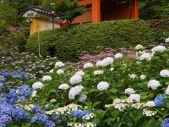 20200615-1 宇治 雨上がりの三室戸寺、あじさい園