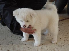 2020年2月　大館きりたんぽオフ【花輪線と温泉を巡る冬の旅】5：大館編　秋田犬ときりたんぽ