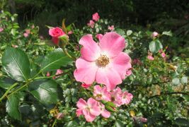 2020初夏、東山植物園のバラ(1/9)：星ヶ丘門、薬草の道、也有園、奥池、水車、合掌造り