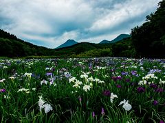 神楽女湖のハナショウブ　2020