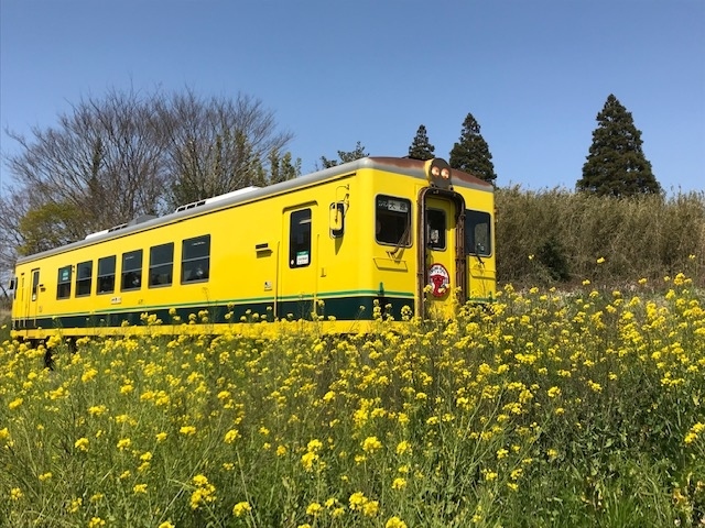 【過去日記】菜の花まみれのいすみ鉄道を乗り倒してきた・前編