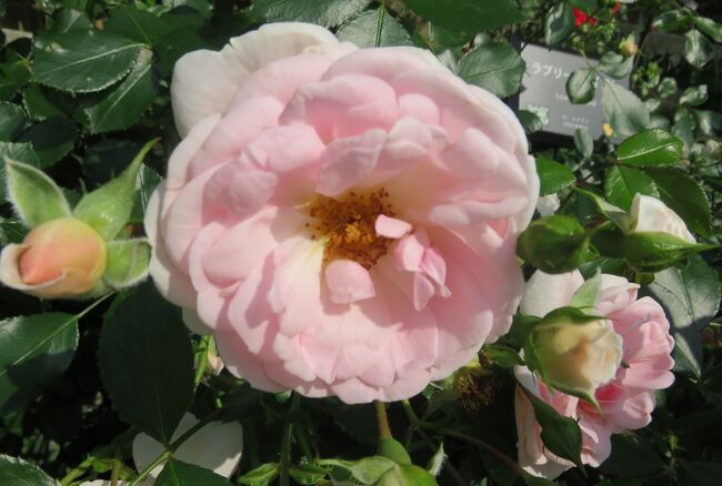 東山植物園のバラの紹介です。