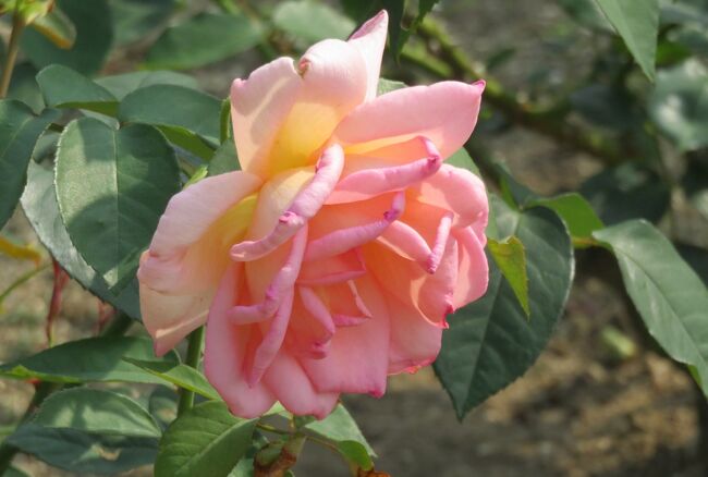 2020初夏、東山植物園のバラ(3/9)：ボニカ82、つるゴールド・バニー