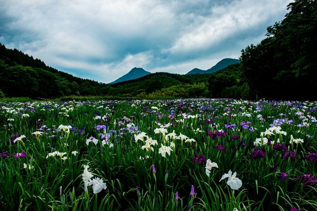 　鶴見の山々に抱えられた神楽女湖は、平安時代に鶴見岳社の歌舞女が住んでいたといわれ、伝説につつまれた湖です。梅雨時には、80種類、約1万5千株、30万本の花菖蒲に湖面を淡い紫に染められ、神秘的な湖となります。