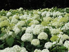 アナベルの白い花が輝くアジサイ園＠相模原北公園