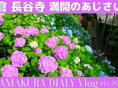 鎌倉 長谷寺 2020 満開のあじさい路