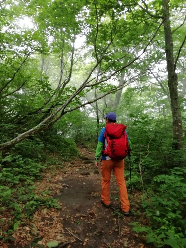 ご訪問ありがとうございます。<br />大山隠岐国立公園の一つに国立公園大山があります。大山には様々なバリエーションルートがあります。<br />今回は、その一つの大山川床道を歩き、大休峠避難小屋まで歩きピストンしました。<br />新緑の大山川床道をご紹介します。