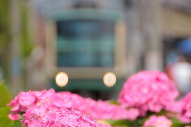 2020年 鎌倉紫陽花だより ～長谷・極楽寺エリア ときどき江ノ電～