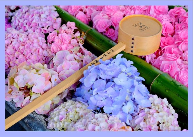 梅雨の季節の花 あじさい を見に 柳谷観音楊谷寺 へ 長岡京 向日 京都 の旅行記 ブログ By Akikoさん フォートラベル