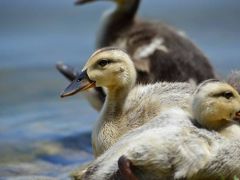 舎人公園・・・カモの子育て編