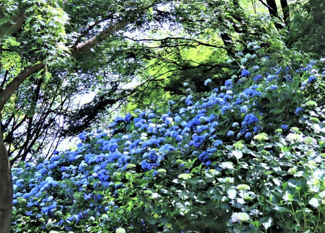 ２０２０年６月１６日（火）曇りのち晴　今年、起工８０周年を迎えた神戸市立森林植物園「森の中のあじさい散策」へ、朝８時２０分に入園します。梅雨の合間、潤いの露をうけたアジサイを訪れました。アナベルとあじさい坂のヒメアジサイはもう少し時間をおくと全開といったところです。多くのアジサイは美しい姿を見せてくれています。今日は、六甲山のうち本植物園にしぼり森の中に入ってみました。<br />　表紙はあじさい坂のヤマアジサイ