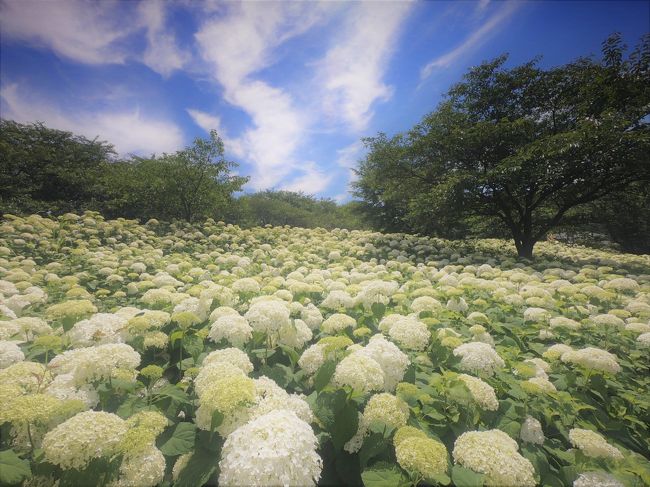 ふんわり もこもこ エアリーにアナベル紫陽花が花開くのは幸手権現堂。<br /><br />3000株のアナベルの幻想庭園と<br /><br />斜面一面に広がる16000株の紫陽花のお花畑に会いに、<br /><br />久々に電車に乗り、お出かけしました。 <br />
