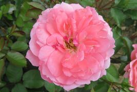 2020初夏、東山植物園のバラ(5/9)：ステファニー・ドゥ・モナコ、カクテル