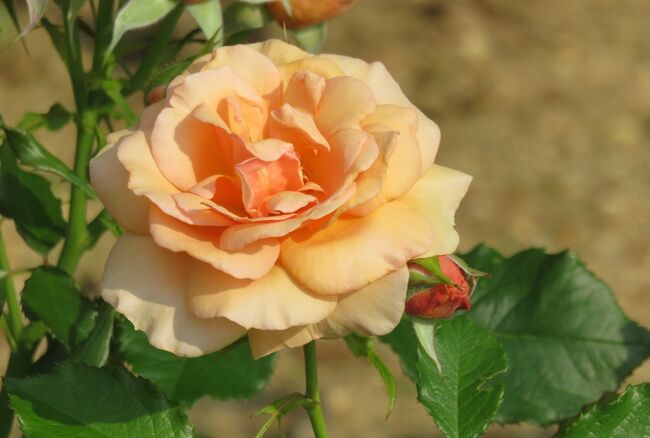 2020初夏、東山植物園のバラ(8/9)：オレンジ・スプラッシュ、錦、アンクル・ウォルター