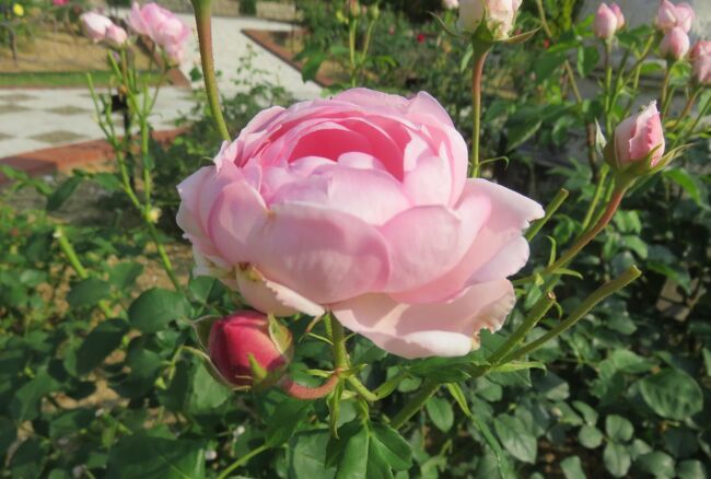 東山植物園のバラ園の紹介の締め括りです。