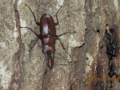 森のさんぽ道で見られた樹液に集まる昆虫