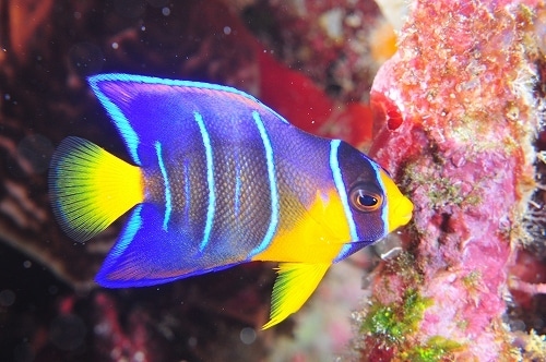 今日は小さな生き物シリーズ☆<br />まずはクイーンエンジェルフィッシュの幼魚！<br /><br />小さいときの模様もとっても綺麗なんですよね～♪<br /><br />蛍光がかった黄色と青が美しいカリブ海の固有種です