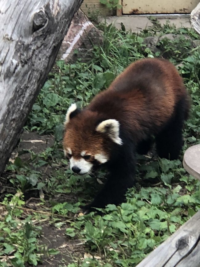 自宅を、マイカーで出発<br /><br />美瑛で昼食<br /><br />旭川に移動<br /><br /><br />旭山動物園<br /><br />星野リゾートOMO7 旭川朝食会場<br /><br />手直し中です<br /><br />