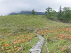 2020夏 山梨：梅雨の晴れ間にレンゲツツジの甘利山と千頭星山。富士山は残念、、、、