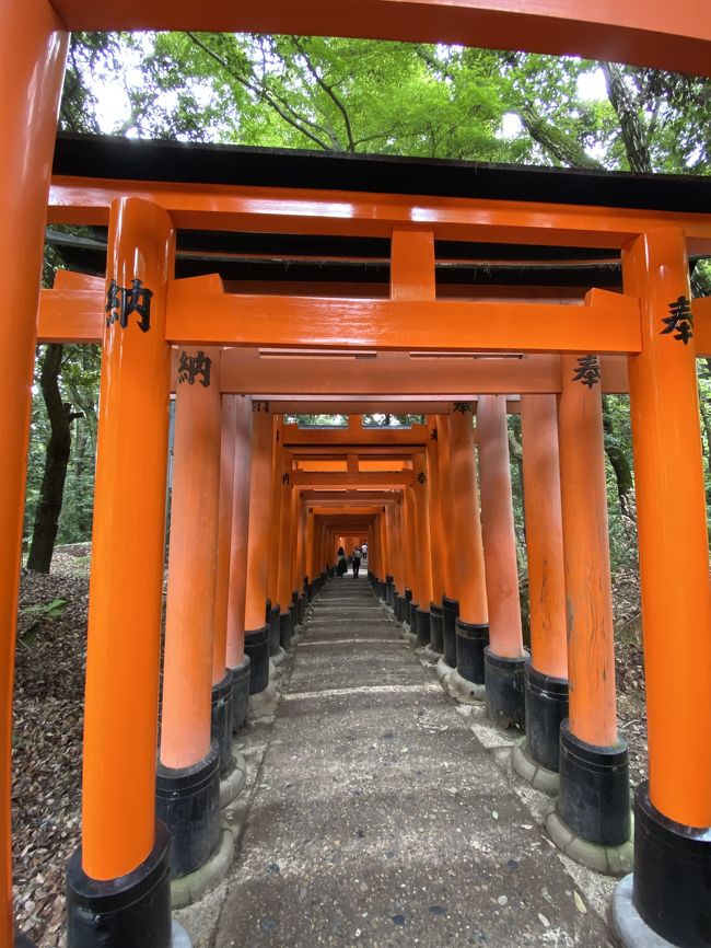 近すぎて行ったことのない京都観光シリーズ。<br />コロナ明けでまだ空いている伏見稲荷でお散歩。