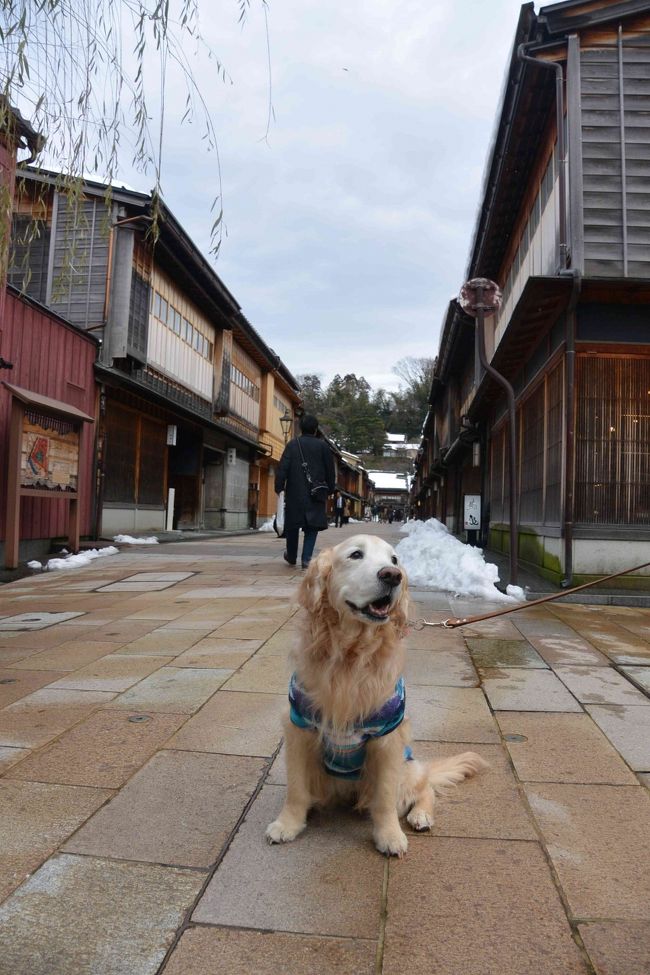 毎年恒例の愛犬ゴールデンレトリバーと行く、真冬の飛騨高山への雪遊び旅行です。<br />雪が大好きなゴールデンですので、雪を見ると大喜びで遊びます。東京では、雪があまり降らないので、あえて真冬に雪のたくさんある飛騨高山まで、スタッドレスタイヤを着けて車で行きます。いつも宿泊する高山わんわんパラダイスホテルは、大型犬もOKだし、温泉もあり、食事も美味しいので、大満足です。東京からだとちょっと遠いという方もいるかもしれませんが、うちはどこでも車で行ってしまうので、全く問題ありません。ちなみに、こちらのホテルで特に良いのが、雪のドッグランですね。結構広いので、大型犬でも大満足です。雪は水分が少ないパウダースノーなので、毛に雪が付きにくいところも良いですし、ちょうど盆地になっているので、ほとんど風が無く、あまり寒くないところも良いですね。（もちろんマイナスにはなりますし、夜はマイナス10度近くにはなりますが・・）<br />そんな楽しいゴールデンとの雪遊び旅行記です。<br /><br />3日目は、最終日、帰る日です。そのまま帰るのはつまらないので、遠回りして寄り道して帰ることに。まずは、ホテルで朝食をいただいた後、チェックアウト。雪道を高山市街まで行き、雪の東海北陸道～北陸道経由で、金沢へ向かいます。金沢駅周辺やひがし茶屋街で遊んで、夕方になったので、雪の北陸道～上信越道～関越道というルートで帰ってきました。