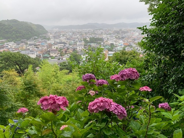 6月になりアチコチで紫陽花がキレイに咲いてます。<br />長谷寺に行きたいけど、今年はどうなんだろうな？と思ったら<br />あじさい路は事前申し込みで<br />往復はがきで先着順で受け付けていて<br />私達も事前に申し込んで行ける事になりました。<br />当日券も空きがあれば入れる様で<br />私達が行った日は余裕がありそうでした。<br />午後から申し込んだので<br />まずは鎌倉でランチしました。