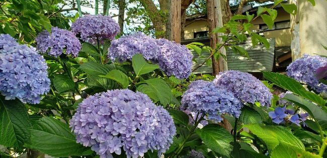 県をまたぐ移動の制限が解除された翌日土曜日、どっか行きたいけど遠出はな~ということで近場の鎌倉にお出かけしてきました。<br />例年この時期の鎌倉は紫陽花目当ての混雑で、特に土日なんか行けたもんじゃないですが、やはり今年はそれほどでもなかったです。<br />鎌倉には家から30分ほどで行けますが、知らないところだらけです。