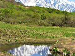 初夏の北アルプス山麓めぐり（１）八方尾根