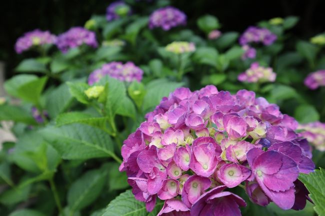 梅雨の晴れ間の土曜日、紫陽花を見に出かけて来ました。<br />四国遍路最後の八十八番霊場、大窪寺。<br />その向側に「八十八庵」というおうどん屋さんの奥の山の斜面にある「あじさい園」で紫陽花を堪能。<br />名物の打ち込みうどんをいただいた後は「野田屋 竹屋敷」という旅館に立ち寄り、夏に咲く一日花と言われる「ナツツバキ」を見に行きました。<br />ちょうど雨が降った後だったこともあり、花の彩りも新緑も眩しいくらい鮮やかでした!!<br />初夏の自然の美しさに癒され、すっきりとした爽やかな気分で帰って来ました。<br />