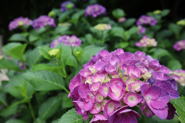 梅雨の晴れ間の土曜日、紫陽花を見に出かけて来ました。<br />四国遍路最後の八十八番霊場、大窪寺。<br />その向側に「八十八庵」というおうどん屋さんの奥の山の斜面にある「あじさい園」で紫陽花を堪能。<br />名物の打ち込みうどんをいただいた後は「野田屋　竹屋敷」という旅館に立ち寄り、夏に咲く一日花と言われる「ナツツバキ」を見に行きました。<br />ちょうど雨が降った後だったこともあり、花の彩りも新緑も眩しいくらい鮮やかでした！！<br />初夏の自然の美しさに癒され、すっきりとした爽やかな気分で帰って来ました。<br />