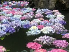 久安寺の紫陽花で夢心地♪