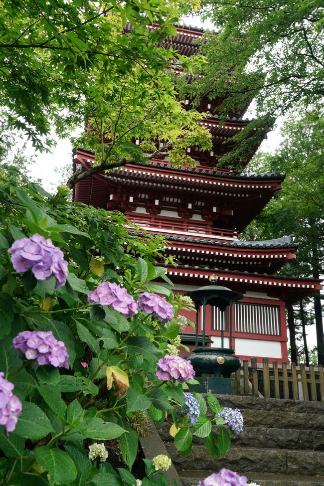 コロナ自粛要請も段階的に解除されてきたので、そろそろどこかに行こうかと思い、友人と旬の紫陽花を見に千葉県松戸の本土寺へ。<br /> もちろんまだマスクも付けますし、油断も禁物です。<br /><br /> 残念ながら前週が暑かったため、色があせ気味のあじさいが結構目につきました。<br /> 昔本土寺には同じ友人と紅葉を見に来ましたが、何年前かというと16年前。そんなに前だったか、時間が経つのは早いなあという感じです。(ついでにその時の写真を入れました)