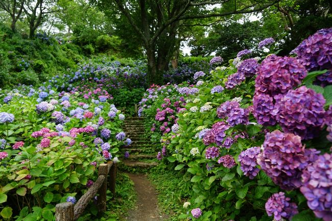 下田城址公園のあじさい 祭りのない6月 下田 静岡県 の旅行記 ブログ By Flocons De Neigeさん フォートラベル