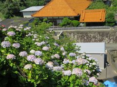 旅再開の初めは県内へ～大王崎の紫陽花と横山展望台～
