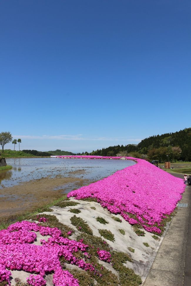 コロナのせいで遠くに行けないので、山を徘徊してきました。<br /><br />安らぎ荘の芝桜も見ごろだったので見てきました。