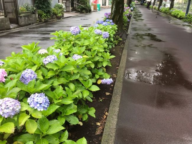 埼玉・武蔵浦和駅近くの「花と緑の散歩道」と「別所沼公園」で紫陽花を見てきました。<br />ちょうど盛りだったので綺麗でした。