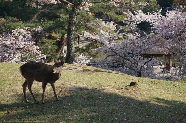 大阪も明日にでも緊急事態宣言が発令されそう…。<br />ギリギリにサクッと桜ツアーをしてみました。<br />画像は、奈良公園にてです。<br /><br />過去の奈良・奈良市散歩記。<br /><br />関西散歩記~2019 奈良・奈良市編~<br />https://4travel.jp/travelogue/11596350<br /><br />関西散歩記~2018 奈良・奈良市編~<br />https://4travel.jp/travelogue/11426512<br /><br />関西散歩記~2017-2 奈良・奈良市編~<br />https://4travel.jp/travelogue/11275412<br /><br />奈良まとめ旅行記。<br /><br />My Favorite 奈良 VOL.1<br />http://4travel.jp/travelogue/11071670