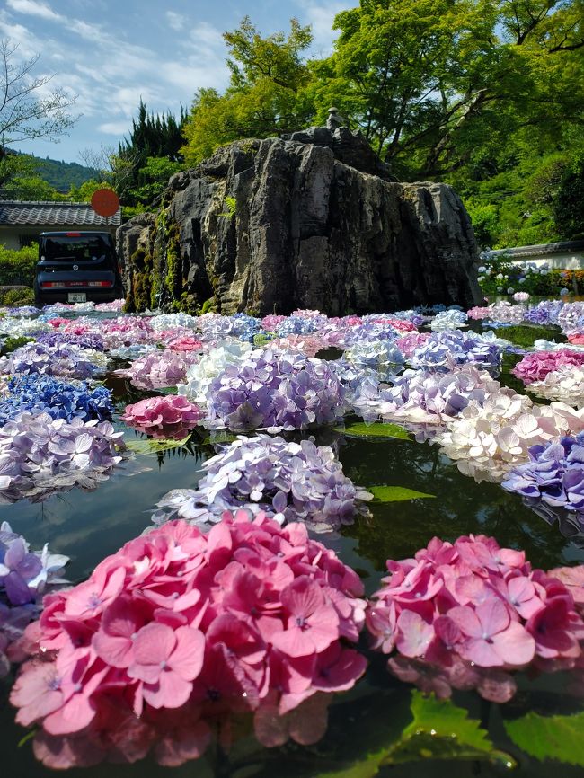 “紫陽花が浮かぶ池”「久安寺」&ちょこっと「池田城跡公園」