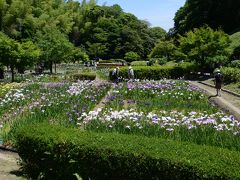 亀山公園菖蒲園