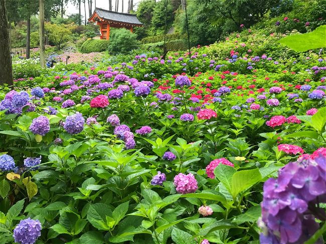 雨雫で潤う青モミジと紫陽花、東福寺と三室戸寺へ。