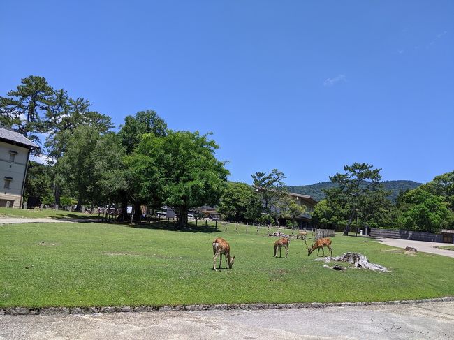自粛明けの奈良公園をウロウロしてきました。<br /><br />鹿たちは元気でした。