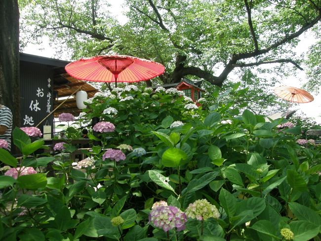 久喜市菖蒲のラベンダーが、コロナウイルス対応で、すべての花が切り落とされて、楽しめなかったので、翌日訪れようと計画していた幸手権現堂堤のアジサイを見に行くことに・・・<br /><br />平日の為、思ったよりゆっくり楽しむことができました。