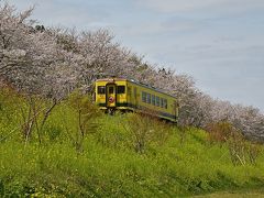 いすみ鉄道沿線の桜と菜の花