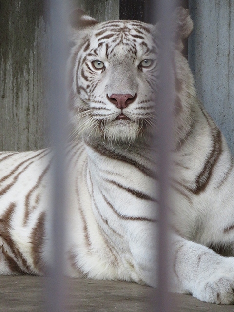 南東北の動物園と水族館めぐり 宇都宮動物園 宇都宮 栃木県 の旅行記 ブログ By のほりんさん フォートラベル 南東北の動物園と水族館めぐり 宇都宮動物園 宇都宮 栃木県 の旅行記 ブログ By のほりんさん フォートラベル