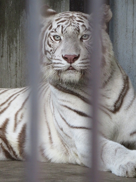 国内でサファリ以外で、ホワイトライオンとホワイトタイガーの<br />両方がいる唯一の動物園。<br />民営なので、少し入園料は高めで、施設も古いが<br />いつでもあげられるキリンのエサやりや、時間限定で<br />リスザルのケージに入って、肩や頭にのってくれるという<br />ふれあいが楽しめる動物園。<br />現状はコロナの影響で、残念ながらふれあい系は制限があるようです。<br />早く元の状態に戻ってもらいたいものです。