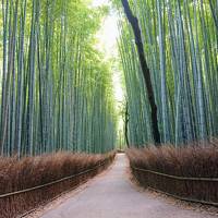 県をまたぐ移動の自粛解除直後の京都/嵐山の竹林と、三室戸寺の紫陽花を楽しむ～嵐山編