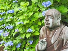 静寂に包まれる光徳寺の紫陽花　羅漢像の魅力にはまる　